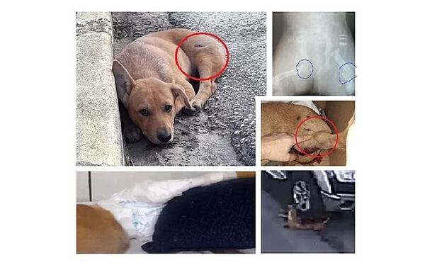Penha: Voluntários criam vakinha para ajudar nos custos veterinários de cadelinha atropelada