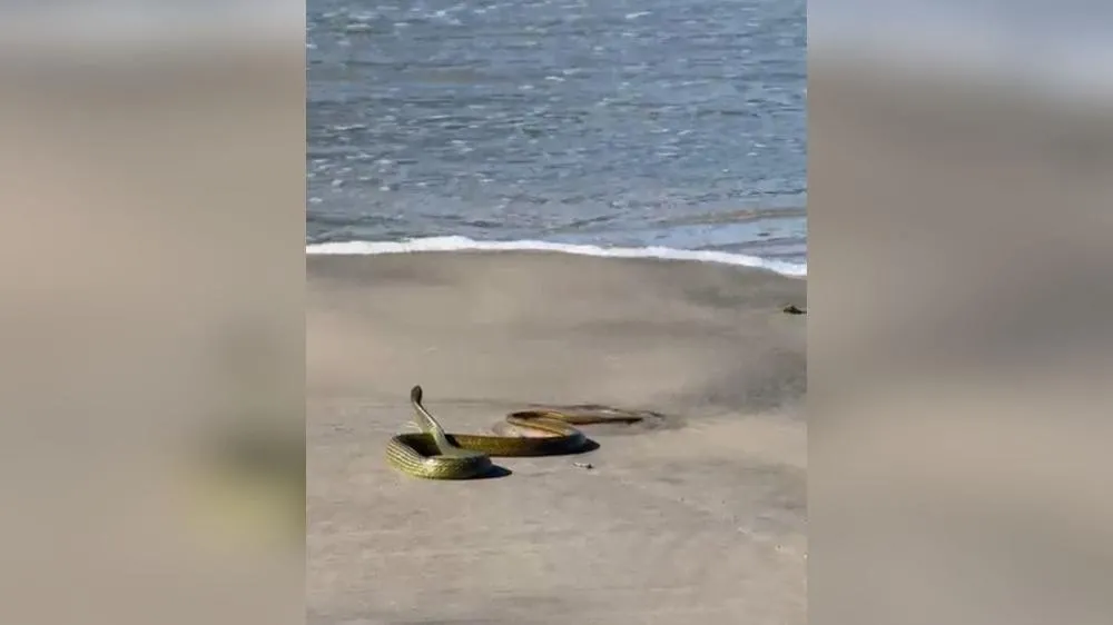 Cobra passeia na praia e toma banho de mar em São Francisco do Sul