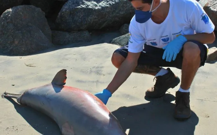 Morte de 12 golfinhos no último mês preocupa monitoramento de praias da Univali
