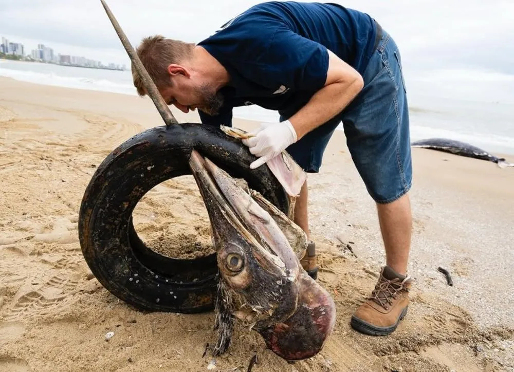 Peixe marlin é encontrado morto preso a pneu na praia de Balneário Piçarras 