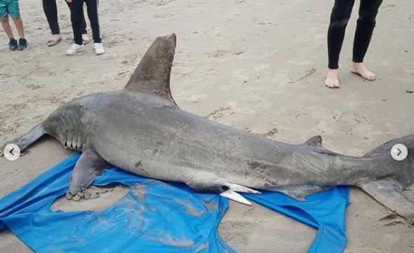 Penha: Tubarão-martelo é encontrado na Praia de São Miguel