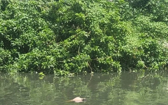 Corpo de jovem é encontrado boiando no rio Itajaí-mirim em Itajaí