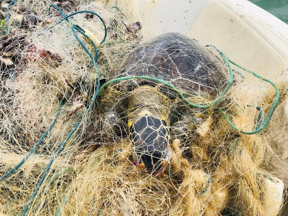 Rede de pesca ilegal mata tartarugas em Navegantes 