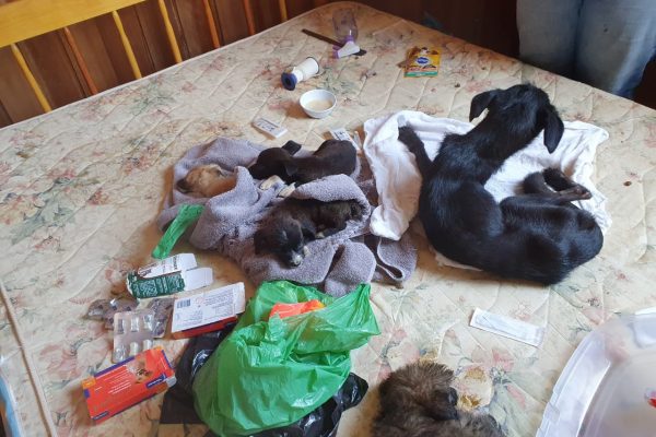 Coleção de bichinhos: Mulher mantinha 17 animais presos em um quarto e é presa por maus tratos