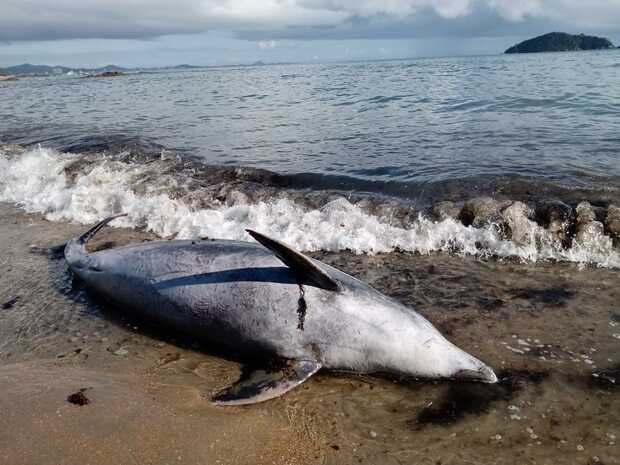 Penha: Golfinho é encontrado morto no Recanto da Lola na praia da Saudade