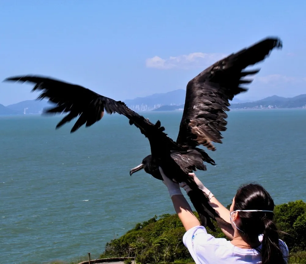 Duas fragatas são devolvidas a natureza após período de reabilitação na Unidade de Estabilização de Animais Marinhos da Univali/Penha