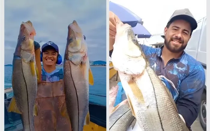 Robalos de lombo grande são capturados por pescadores de Barra Velha 