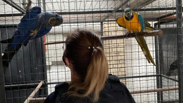 Na gaiola: Operação de combate ao tráfico de animais silvestres cumpre mandados em SC, SP e RS