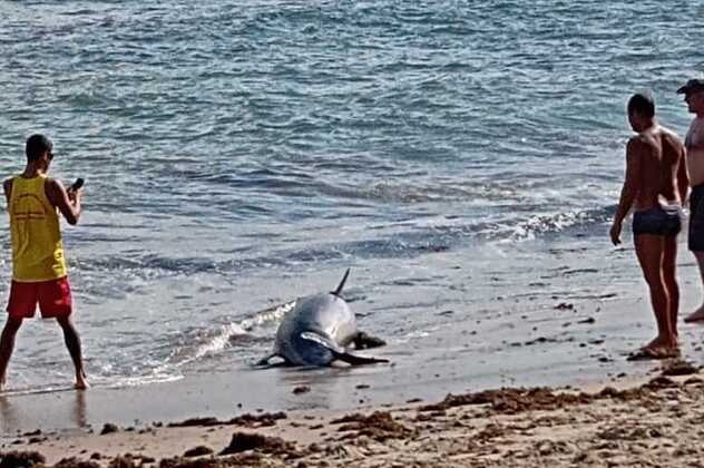 Penha: Golfinho encontrado no Recanto da Lola, na praia da Saudade, era um Nariz de Garrafa adulto