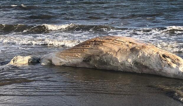 Penha: Carcaça de baleia é encontrada no início da manhã de hoje na Praia Alegre