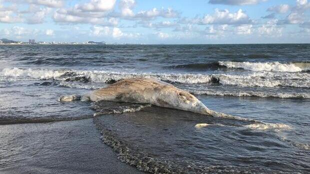 Penha: Baleia encontrada morta na Praia Alegre é da espécie Jubarte
