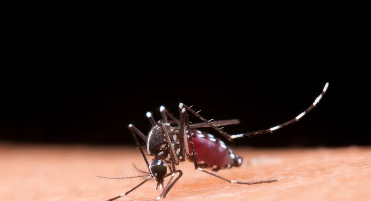 Saneamento: um dos principais aliados no combate à dengue