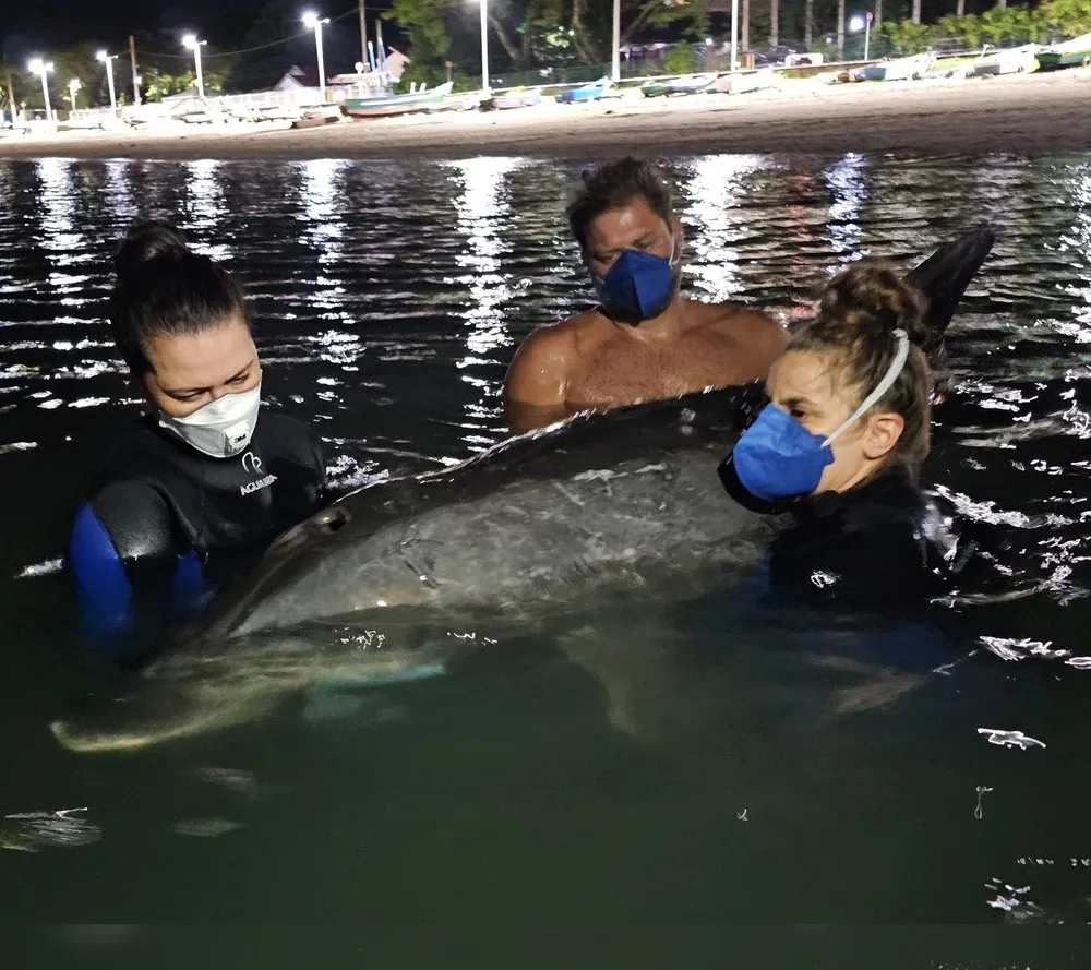 Morre o golfinho que encalhou da praia do Trapiche em Penha