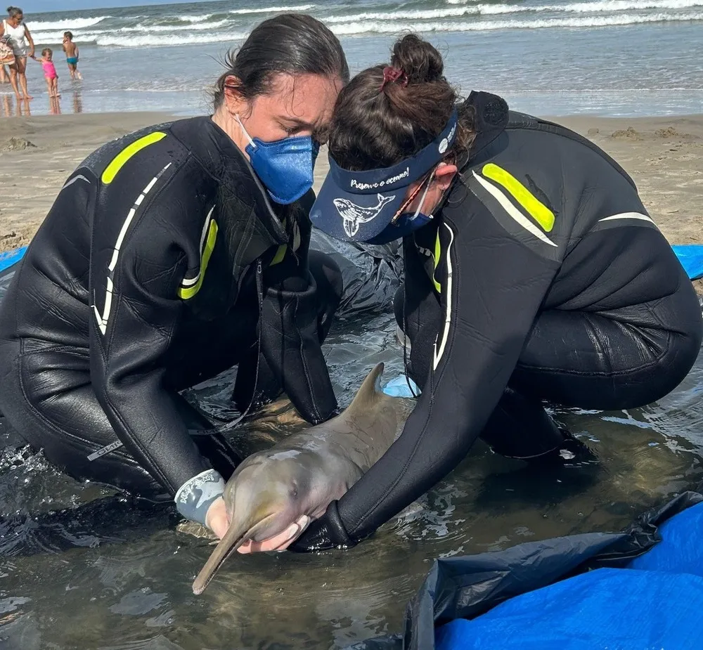Toninha encontrada na praia do Gravatá morre durante o transporte para a Unidade de Estabilização de Animais Marinhos da Univali