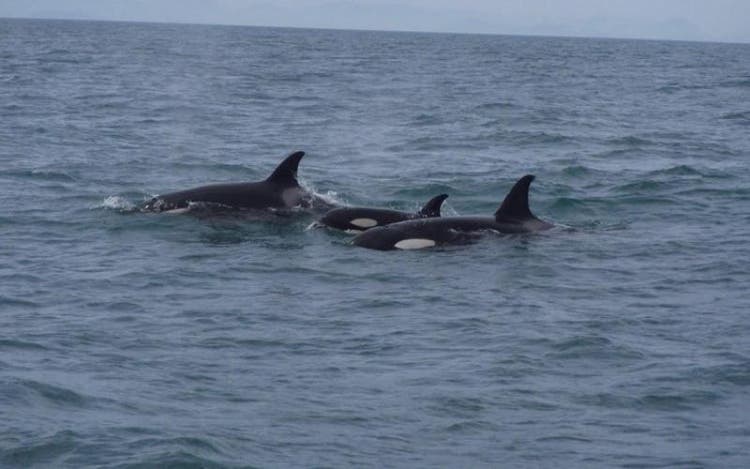 TIRANDO ONDA: TRÊS ORCAS SÃO AVISTADAS ENTRE BOMBINHAS E ILHA DO ARVOREDO