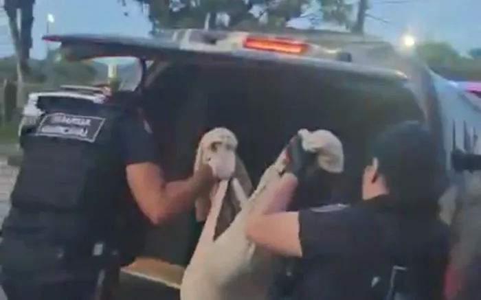 Menores arremessam cão em rio e do alto de prédio em Itajaí