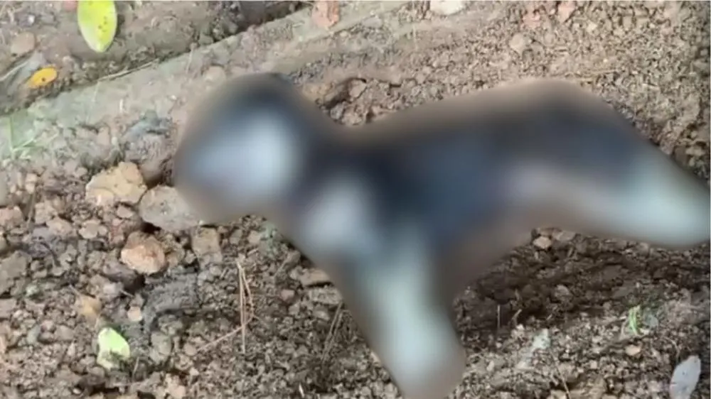 Cadela grávida é enterrada viva em condomínio de Joinville