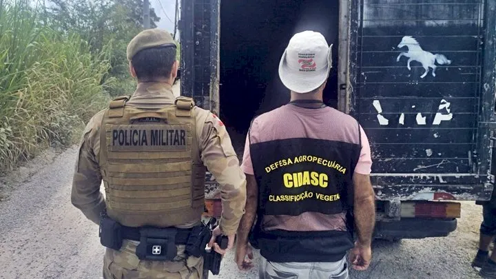 Polícia Militar inicia Operação Quaresma contra a Farra do Boi