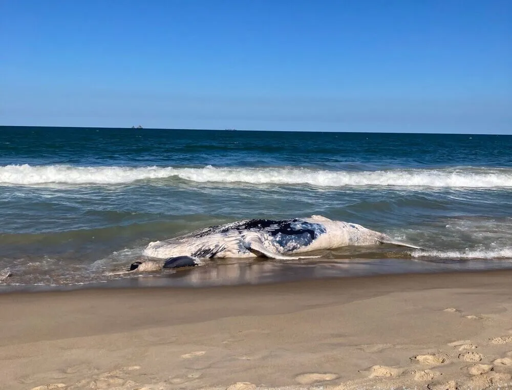 Baleia-jubarte morta encalha na praia de Itajuba em Barra Velha