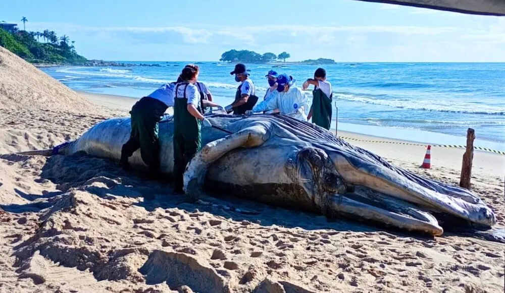 Equipe da Univali/Penha faz coleta de amostras biológicas da carcaça da baleia-jubarte encontrada morta na praia do Cerro