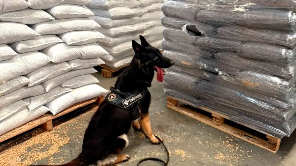 Cadela farejadora da Receita Federal achou quase 70 quilos de cocaína na Portonave