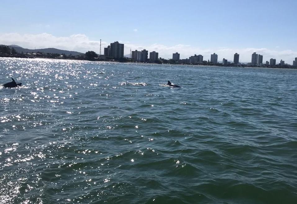 SHOW DA NATUREZA: PESCADOR AVISTA GRUPO DE GOLFINHOS NA PRAIA ALEGRE EM PENHA