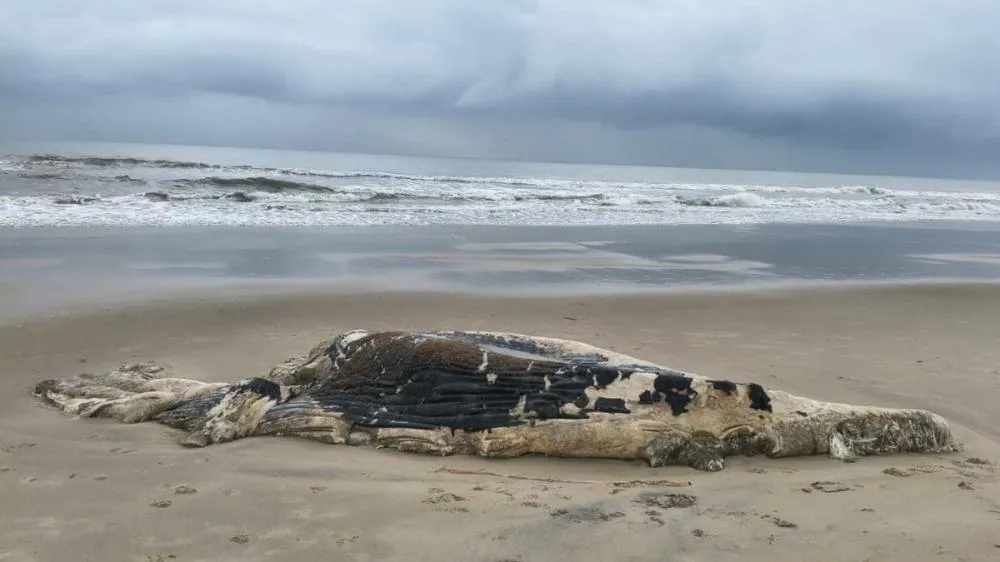 Carcaça de baleia jubarte é encontrada em praia de Itapoá
