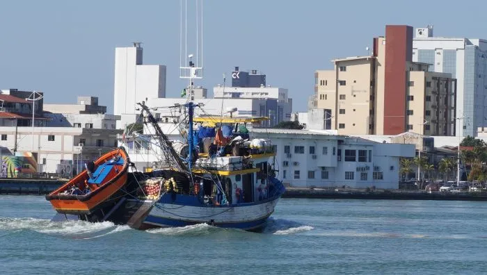 Safra da tainha terá mais barcos e cota maior em 2026