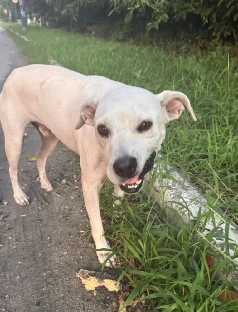 Cãozinho de Barra Velha é abandonado com chip na localidade do Itapocu 