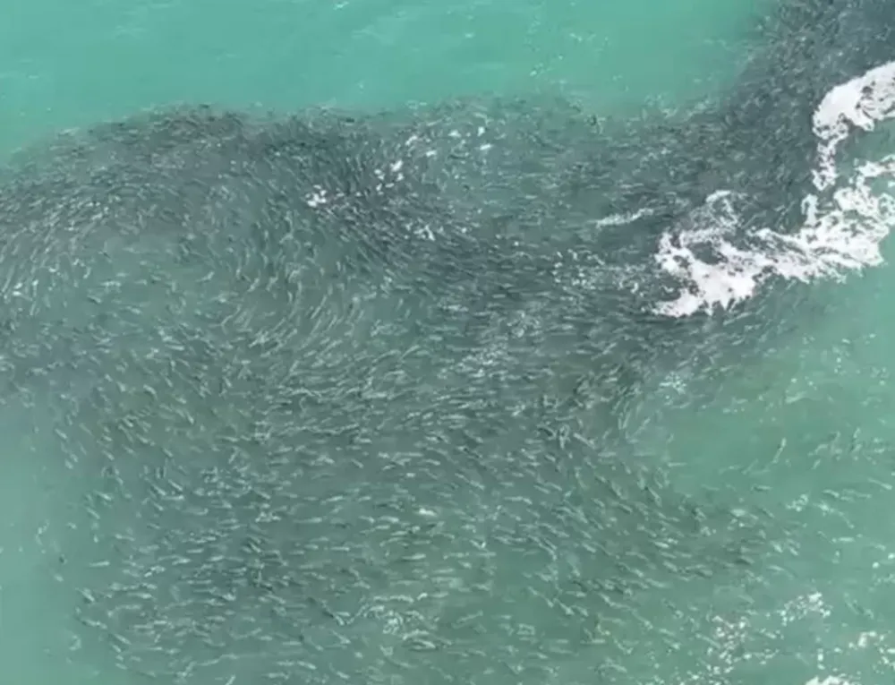 Cardume com milhares de tainhas 'contorna' navio naufragado em praia do Cardoso em Laguna