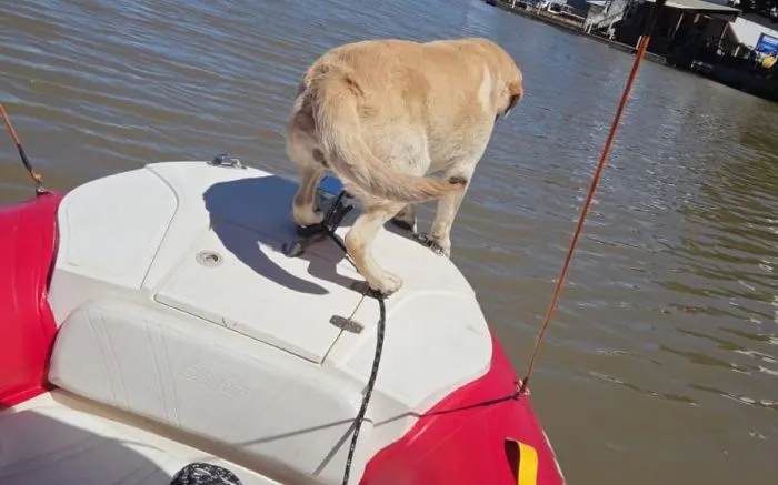 Dog farejador indica aos bombeiros onde estava corpo de homem desaparecido no rio Camboriú