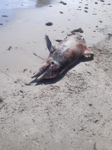 QUE PENA: GOLFINHO É ENCONTRADO MORTO NA BACIA DA VOVÓ EM PENHA