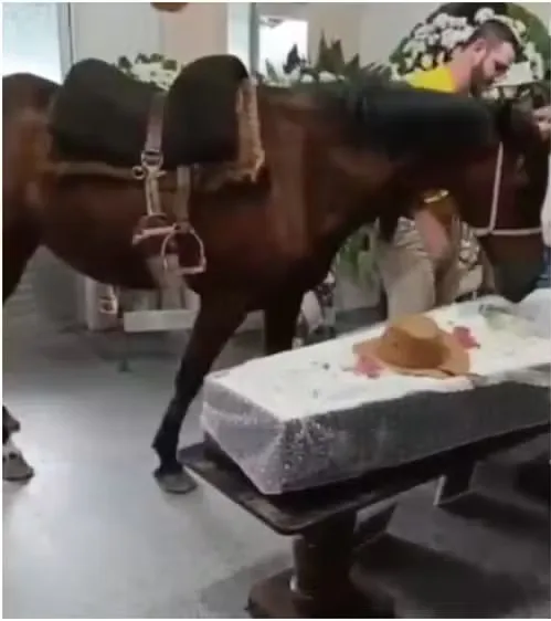 Égua relincha ao ver tutor em caixão durante velório em Blumenau