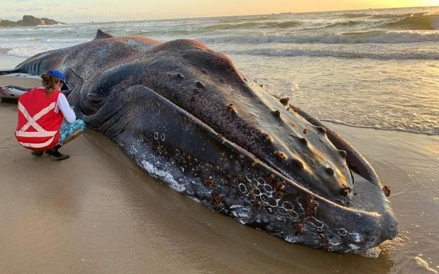 Baleia-jubarte morre após encalhar em São Francisco do Sul