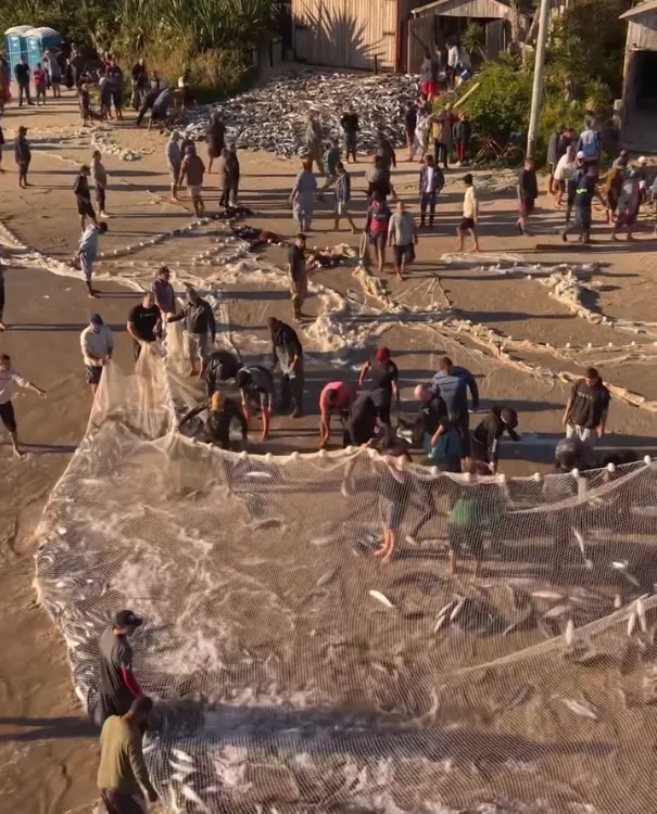 Imagens de drone mostram mega cardumes antes do maior lanço de tainha em 2026 em Palhoça
