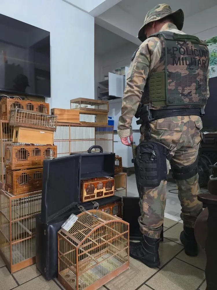 Polícia Ambiental apreende mais de 100 canários mantidos ilegalmente em cativeiro em Balneário Camboriú