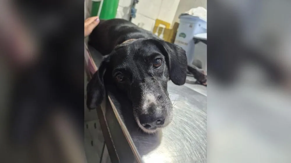 Cão preso em para-choque é arrastado em rua de Joinville 