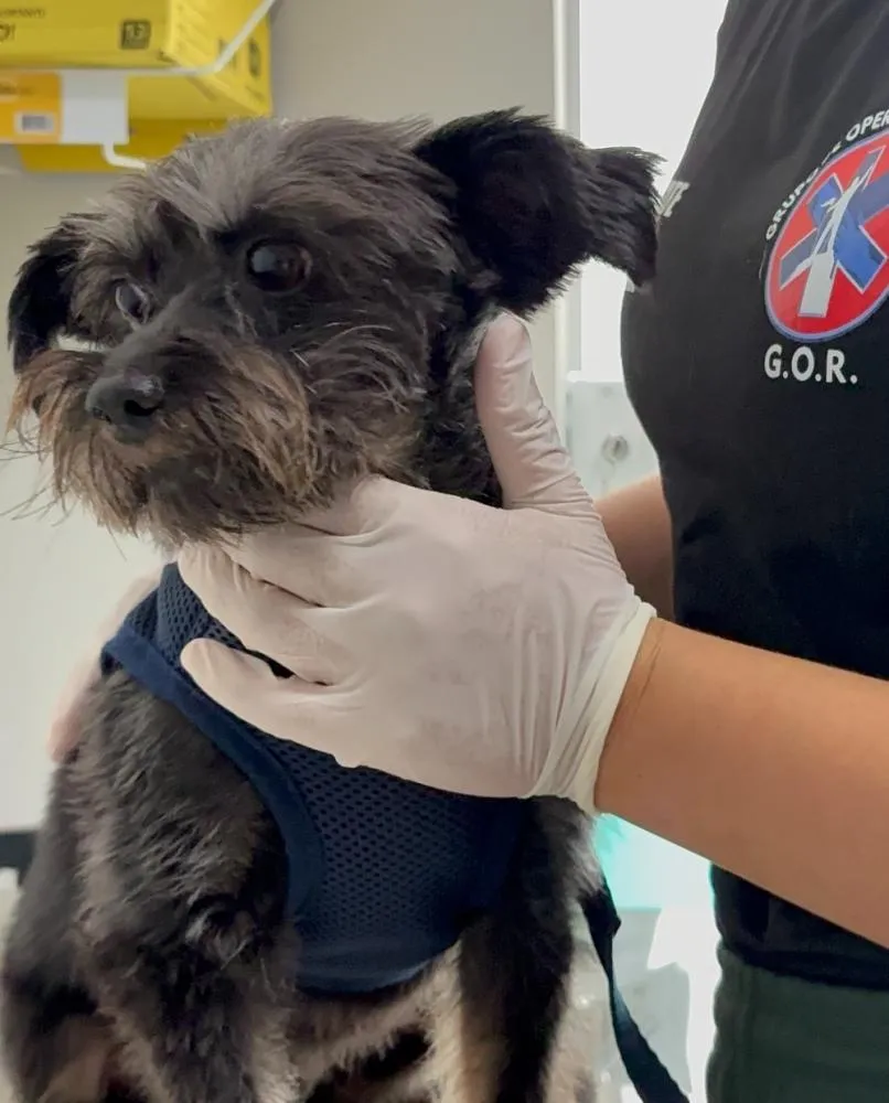 Casa Pet abre agendamentos para consultas e prepara campanha de vacinação em Balneário Piçarras