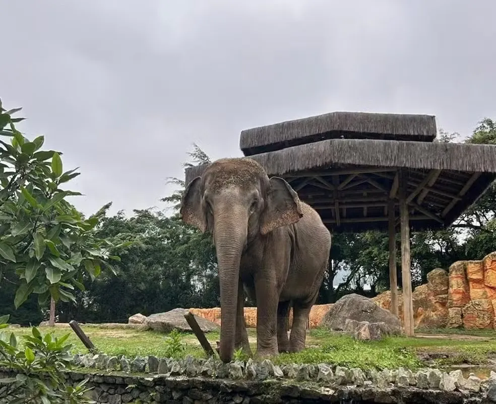 Elefanta do parque Beto Carrero será transferida para Santuário de Elefantes em Mato Grosso