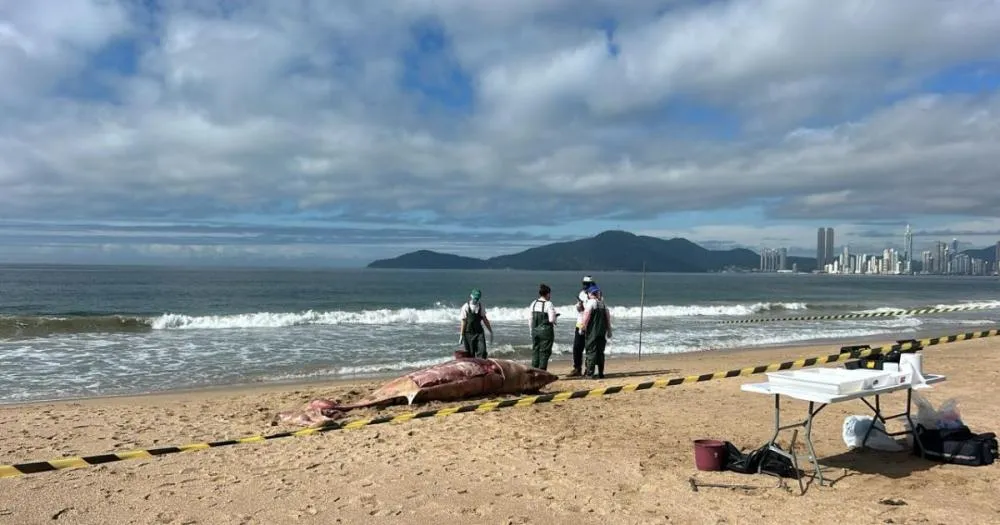 Baleia é encontrada morta e em avançado estado de decomposição em Balneário Camboriú
