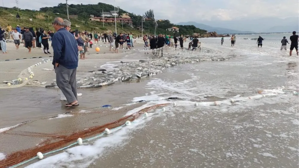 Ciclones extratropicais podem ter empurrado as tainhas para o litoral catarinense 