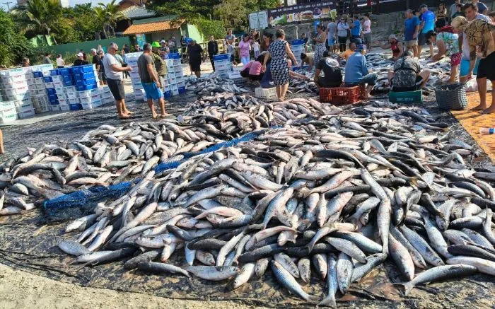 Ministério da Pesca mandar encerrar a pesca artesanal da tainha