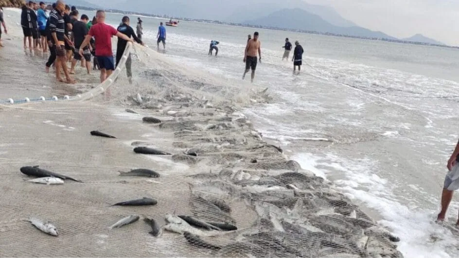 Ministério da Pesca convoca reunião emergencial para discutir cota da tainha