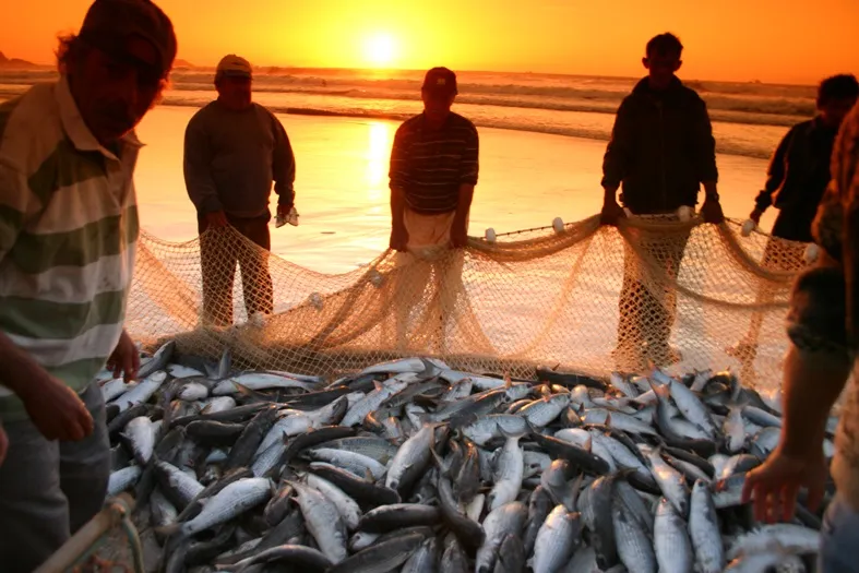 Pesca artesanal da tainha em SC recebe cota extra