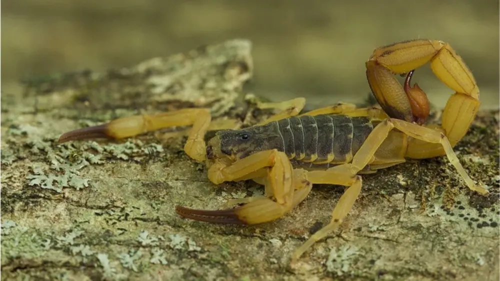 Infestação de escorpião mais venenoso da América do Sul põe Navegantes em alerta