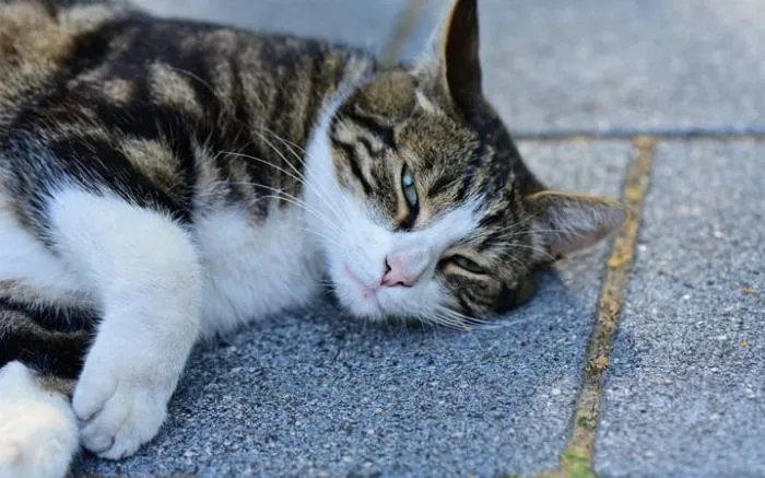 Doença transmitida por gatos já infectou quatro moradores de Navegantes neste ano