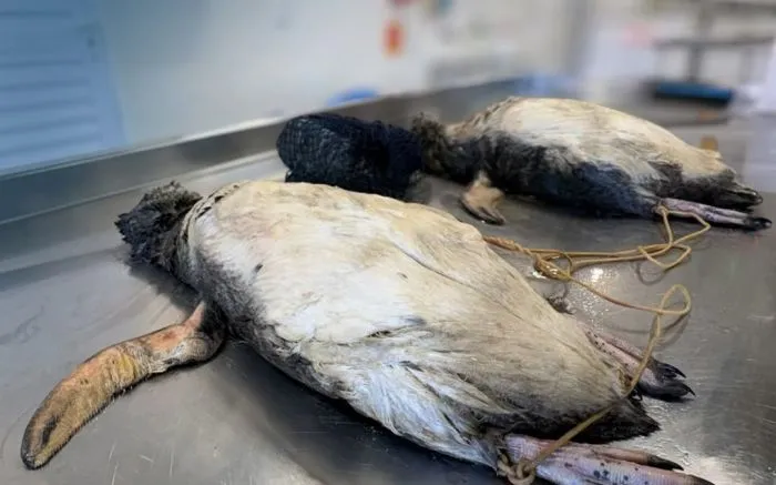Pinguins são achados mortos amarrados a pedra em Itapema