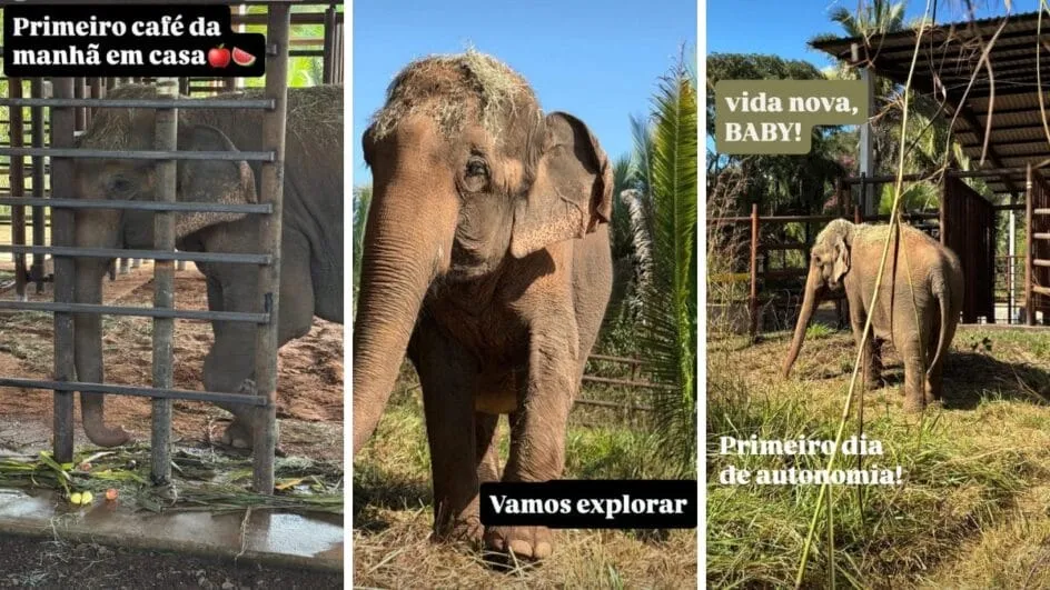 Baby chega ao Santuário dos Elefantes do Brasil no Mato Grosso