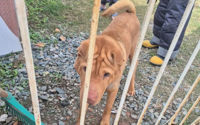 Bombeiros Voluntários resgatam cão que estava asfixiado por corda no pescoço em Penha