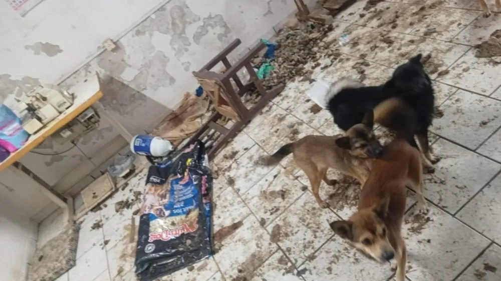 Cadeirante é encontrada com urina, fezes e 30 animais vivos e mortos em Indaial